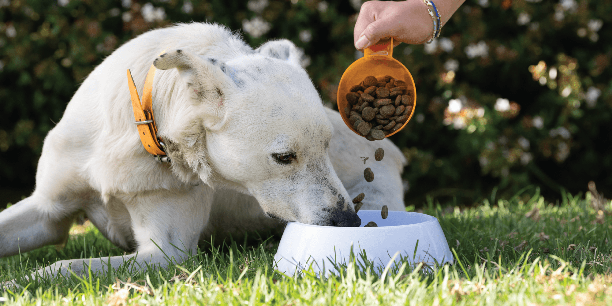 Keeping Your Dog’s Tummy Happy