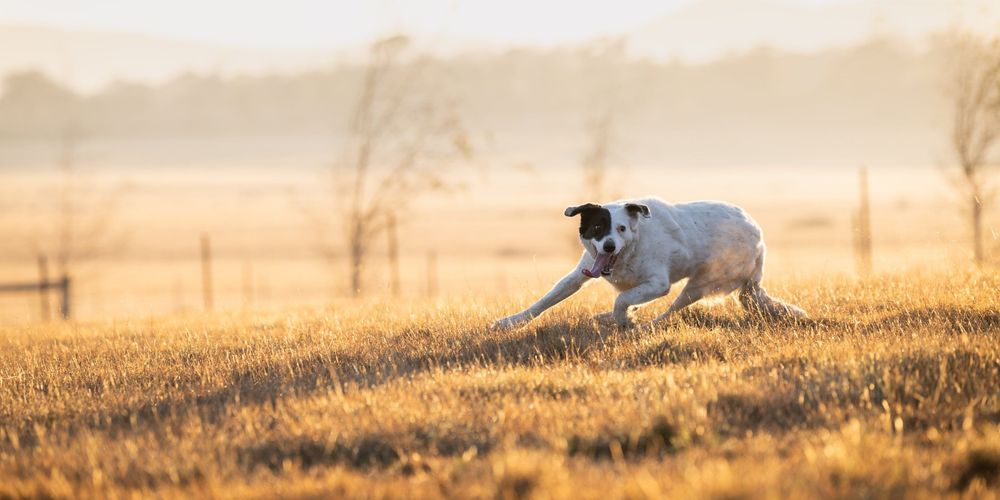 Working dog running through golden grass at sunrise