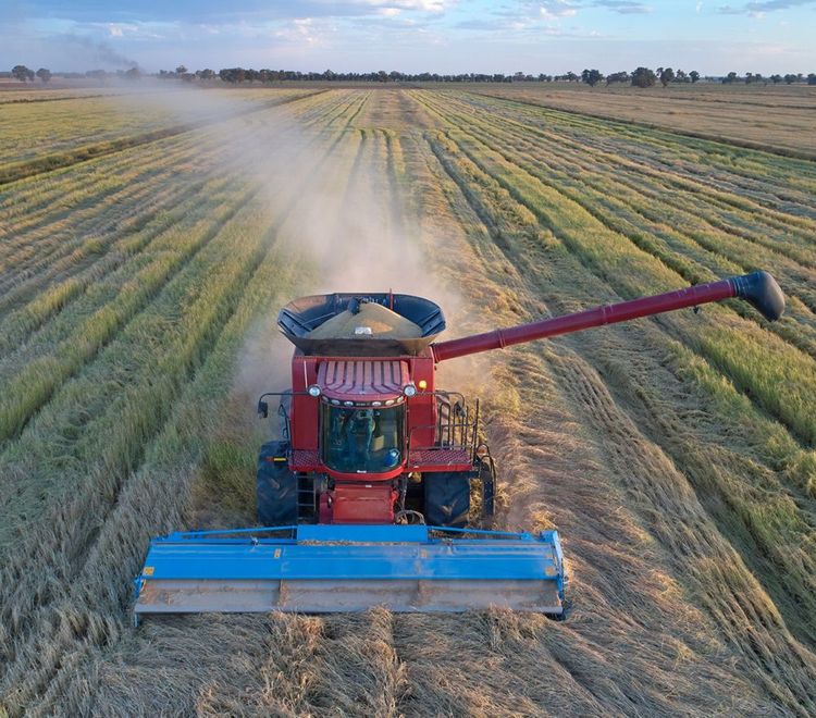 Rice9Full-6.jpgv1.jpg