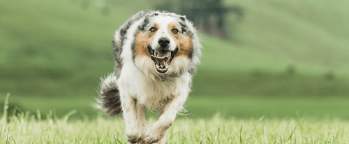 How to choose which food is best for your working dogs Image