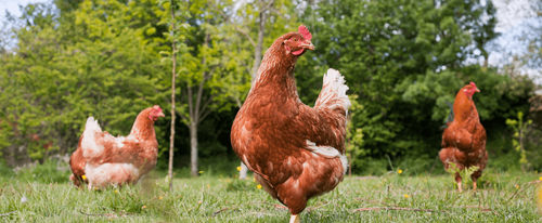 Parasite Precautions for Im-peckable Chooks Image