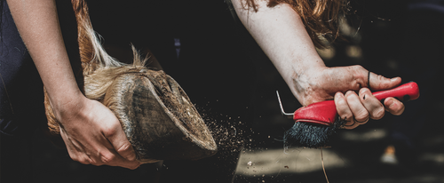 5 Tips for Happy Hooves Image