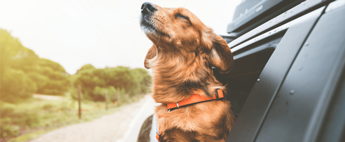 The Best Travel Partners Have the Waggiest Tails and the Furriest Butts Image